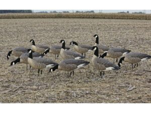 Avian-X Flocked Outfitter Pack Lesser Canada Goose Decoy with Slot Bag Pack of 12 For Sale
