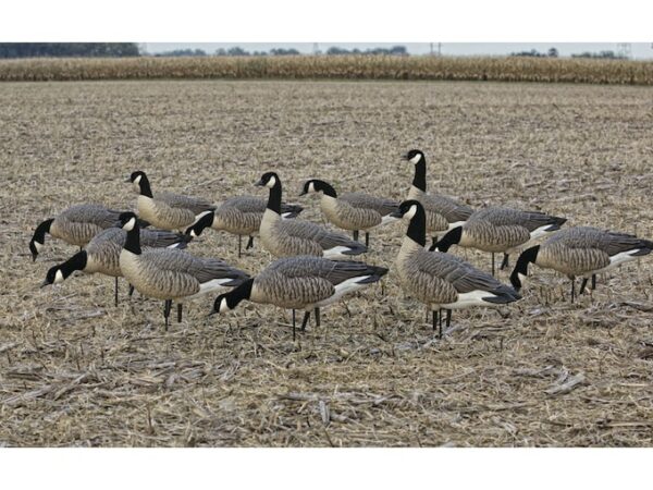 Avian-X Flocked Outfitter Pack Lesser Canada Goose Decoy with Slot Bag Pack of 12 For Sale