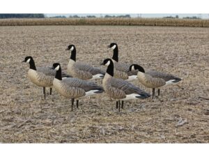 Avian-X Painted Active Lesser Goose Decoy Pack of 6 For Sale
