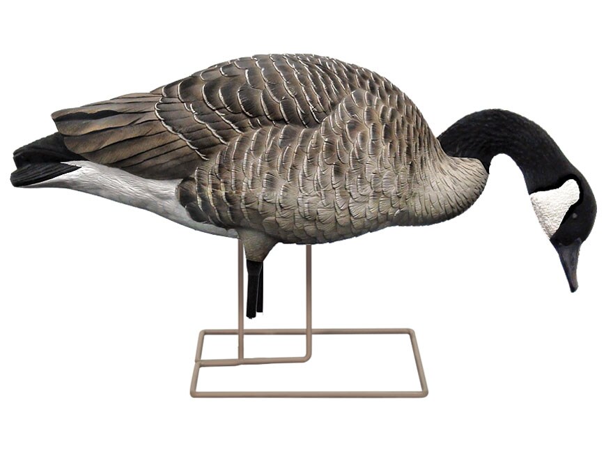 Avian-X Painted Honkers Canada Goose Decoy Fusion Pack Combo Pack of 6 For Sale