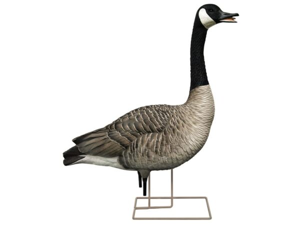 Avian-X Painted Honkers Canada Goose Decoy Fusion Pack Combo Pack of 6 For Sale