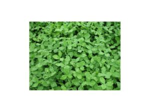 BioLogic Non-Typical Clover Perennial Food Plot Seed For Sale