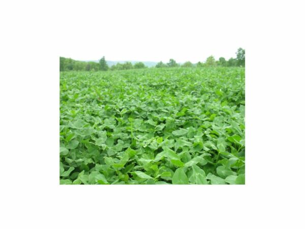 BioLogic Non-Typical Clover Perennial Food Plot Seed For Sale