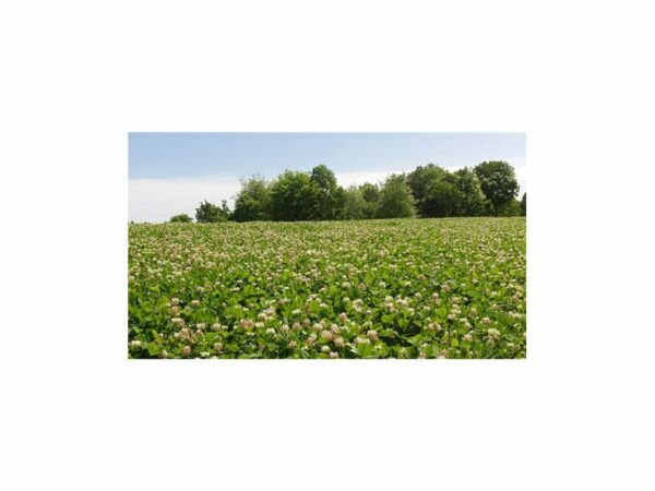 BioLogic Non-Typical Clover Perennial Food Plot Seed For Sale