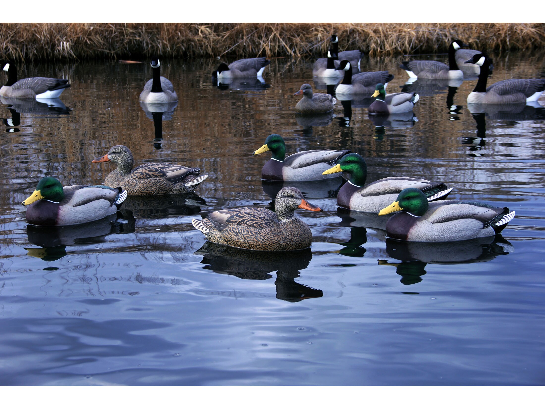 DOA Refuge Series Mallard Duck Floater Decoy Pack of 6 For Sale