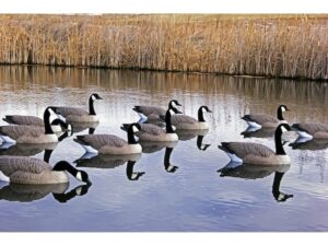 DOA Rogue Series Floater Canada Goose Decoy Pack of 6 For Sale