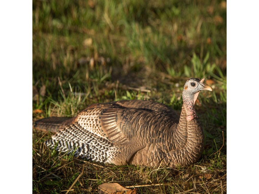 Dave Smith Decoys DSD Mating Hen Turkey Decoy For Sale