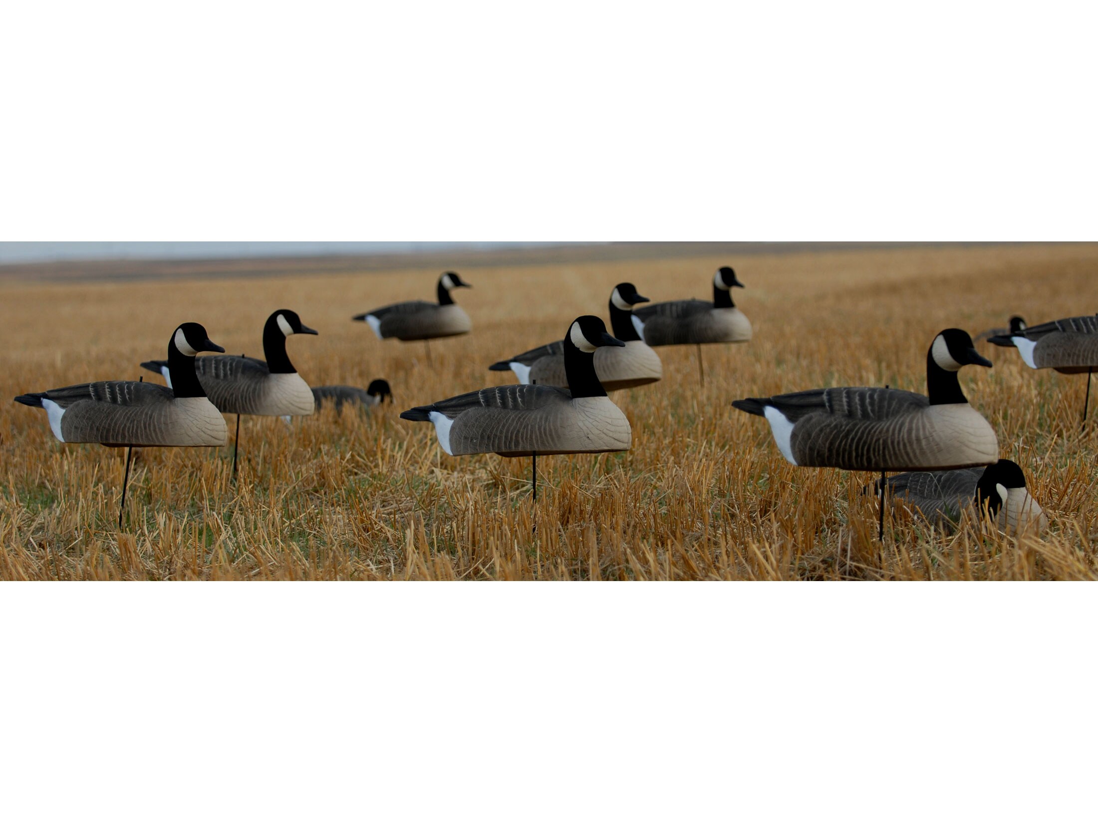 GHG Hot Buy Canada Goose Shell Decoy Pack of 12 For Sale