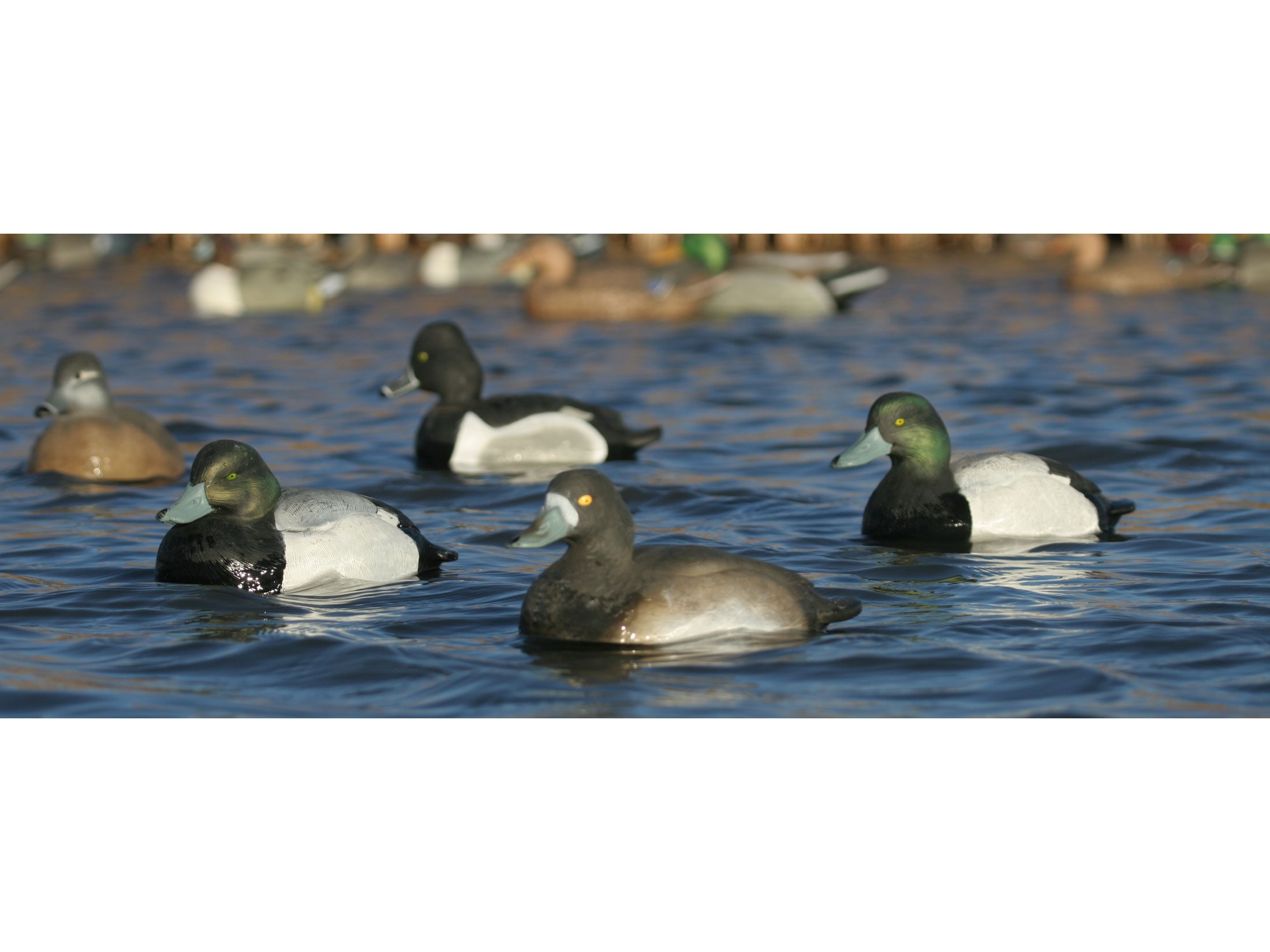 GHG Life-Size Blue Bill Duck Decoy Pack of 6 For Sale