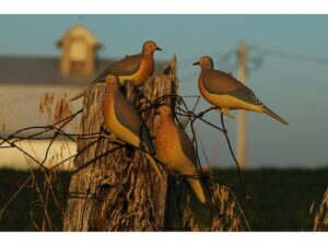 GHG Mourning Dove Decoy Pack of 6 For Sale