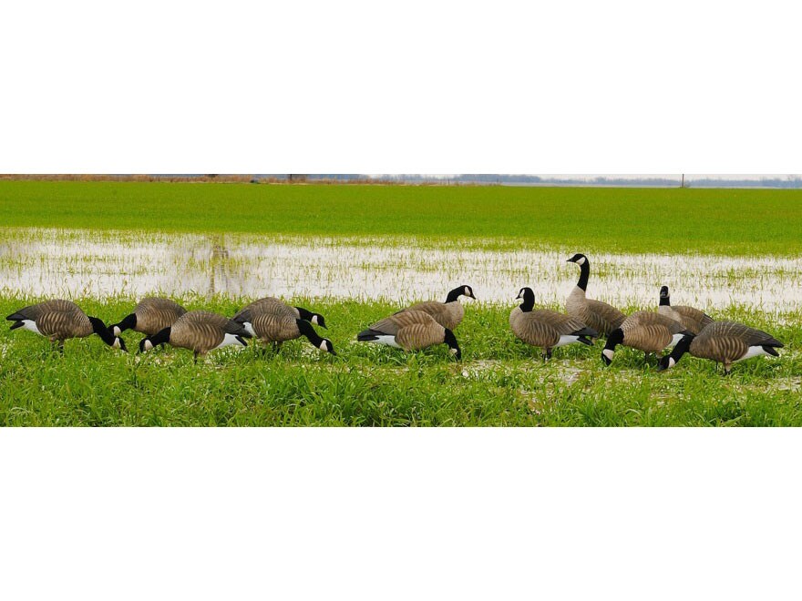 GHG Newbold Lesser Harvester Full Body Goose Decoy Pack of 12 For Sale