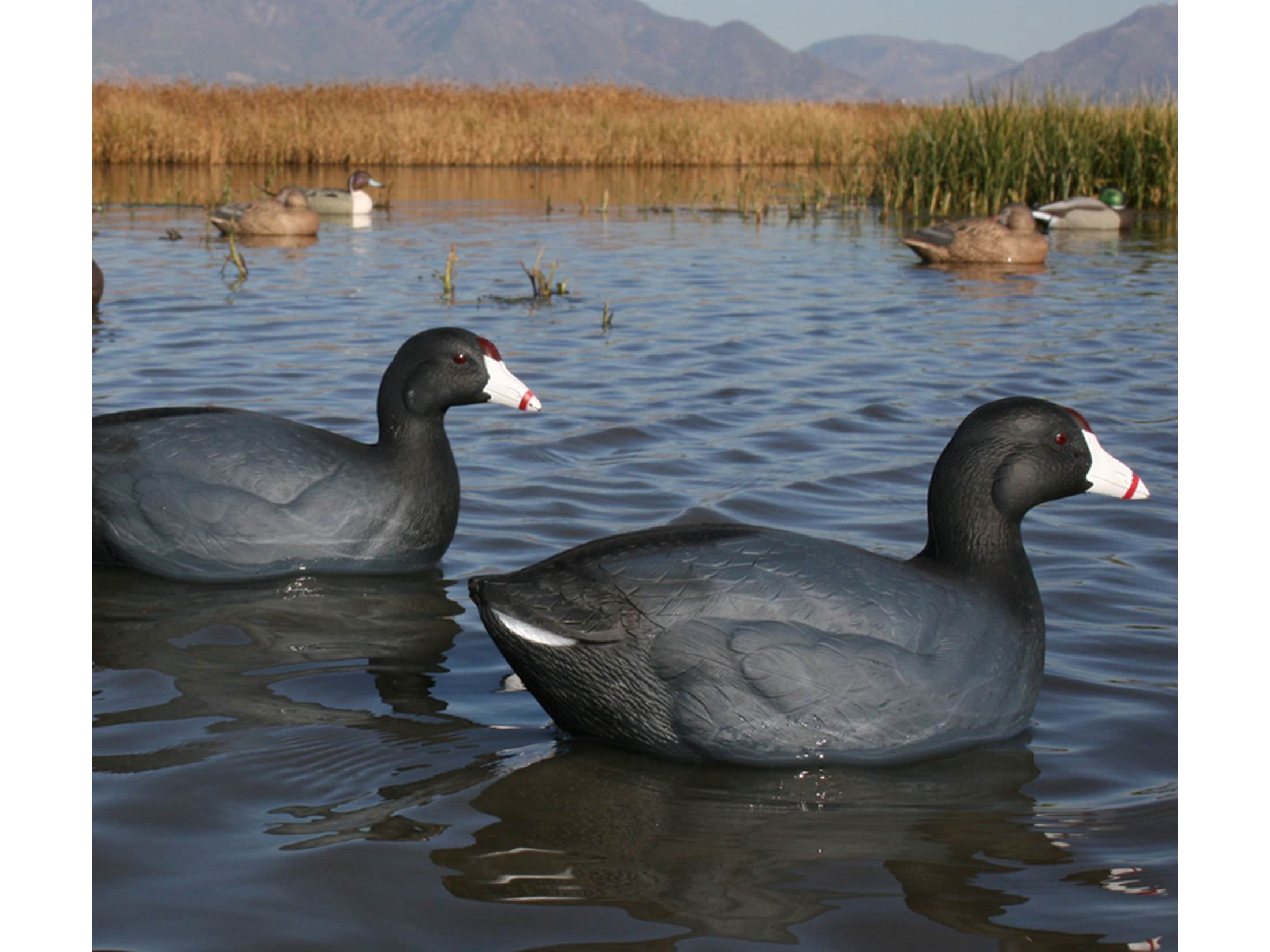 GHG Over-Size Coots Duck Decoy Pack of 6 For Sale