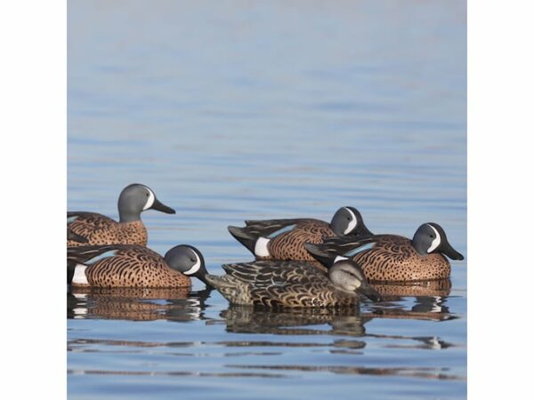 GHG Pro-Grade Blue-Winged Teal Duck Decoy Pack of 6 For Sale