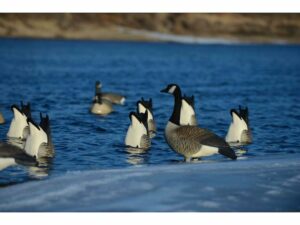 GHG Pro-Grade Honker Butt-Up Canada Goose Decoy Pack of 2 For Sale