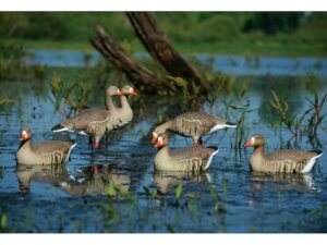 GHG Pro-Grade Specklebelly Harvester Full Body Goose Decoy Pack of 6 For Sale