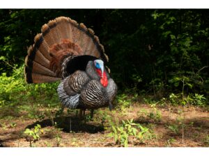 Higdon Apex Strutter Hard Body Turkey Decoy For Sale