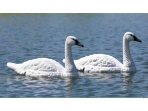 Higdon Tundra Swan Decoy Pack of 2 For Sale