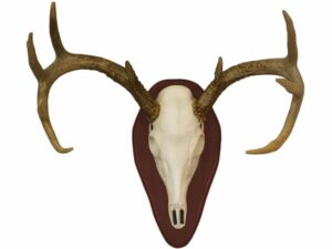 Hunter’s Specialties Euro Half Skull Deer Mounting Kit For Sale