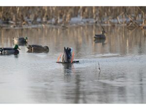 Lucky Duck Lucky Dabbler HD Motion Mallard Duck Decoy For Sale