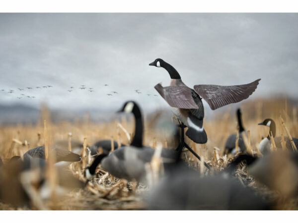 Lucky Duck Lucky Flapper Canada Goose Motion Decoy For Sale