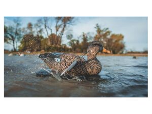 Lucky Duck Lucky Splasher HD Motion Hen Mallard Duck Decoy For Sale