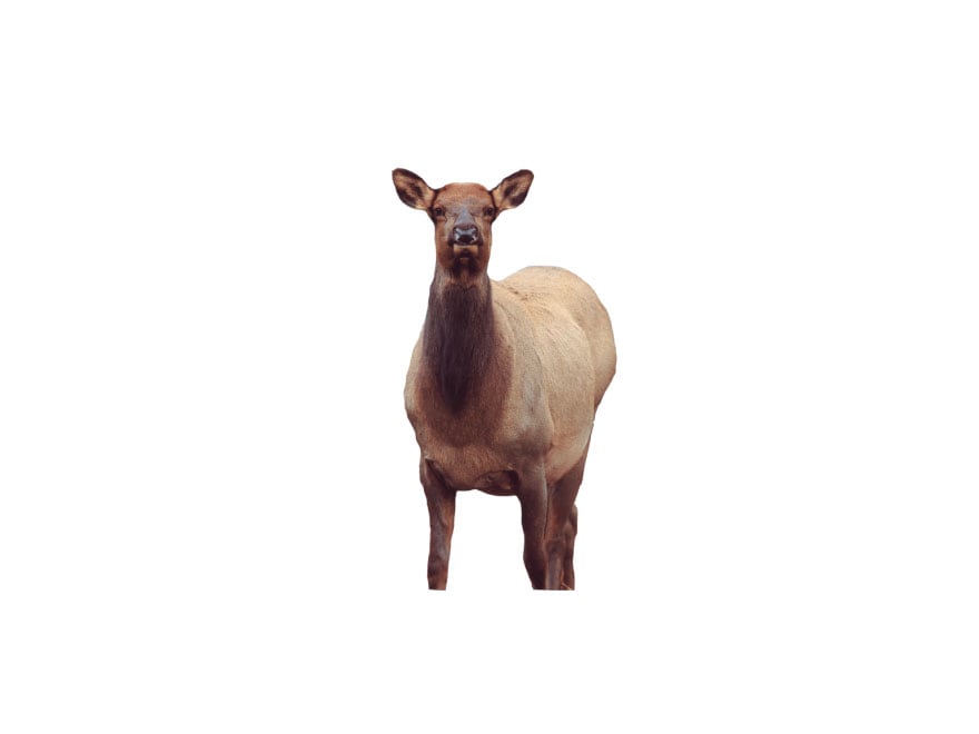 Montana Decoy Eichler Elk Decoy Cotton, Polyester and Steel For Sale