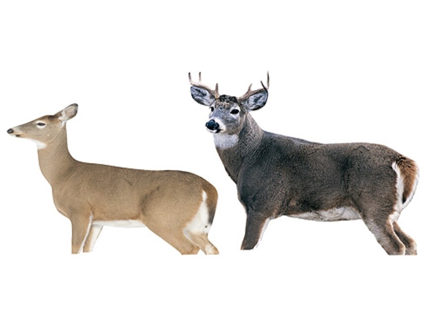 Montana Decoy Whitetail Dream Team Deer Decoy Combo For Sale