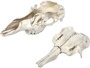 Mountain Mikes Skull Master Natural Causes Antler Mounting Kit For Sale