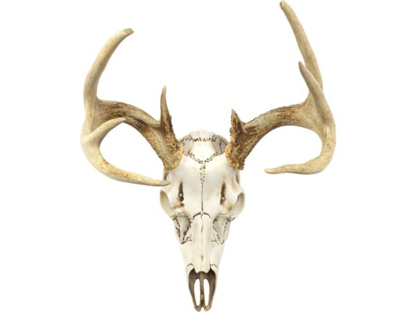 Mountain Mikes Skull Master Natural Causes Antler Mounting Kit For Sale