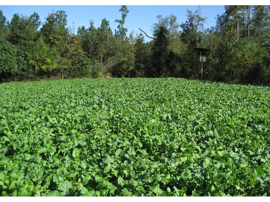 Tecomate Greenfield Annual Food Plot Seed 20 lb For Sale