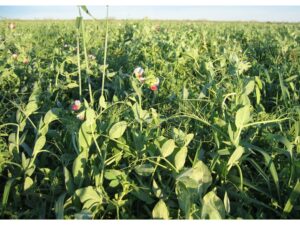 Tecomate Max-Attract Annual Food Plot Seed For Sale