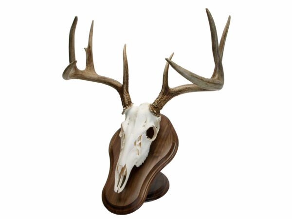 Walnut Hollow Country Deluxe Euro Skull Deer Mounting Kit For Sale