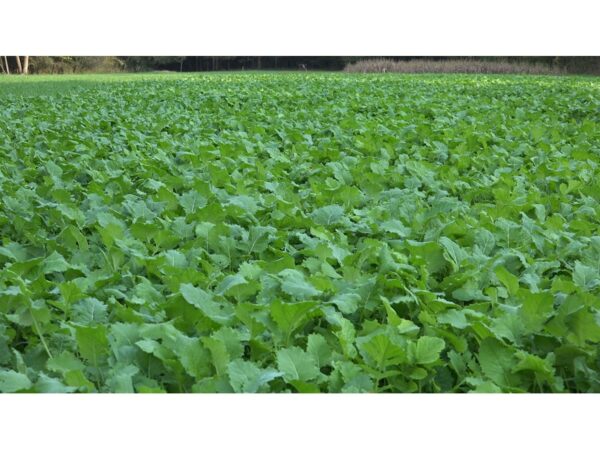Whitetail Institute Beets & Greens Annual Food Plot Seed For Sale