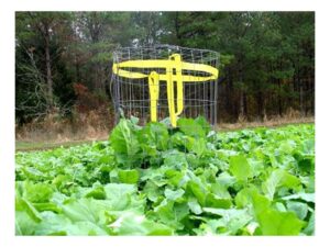 Whitetail Institute Imperial Winter-Greens Food Plot Seed For Sale